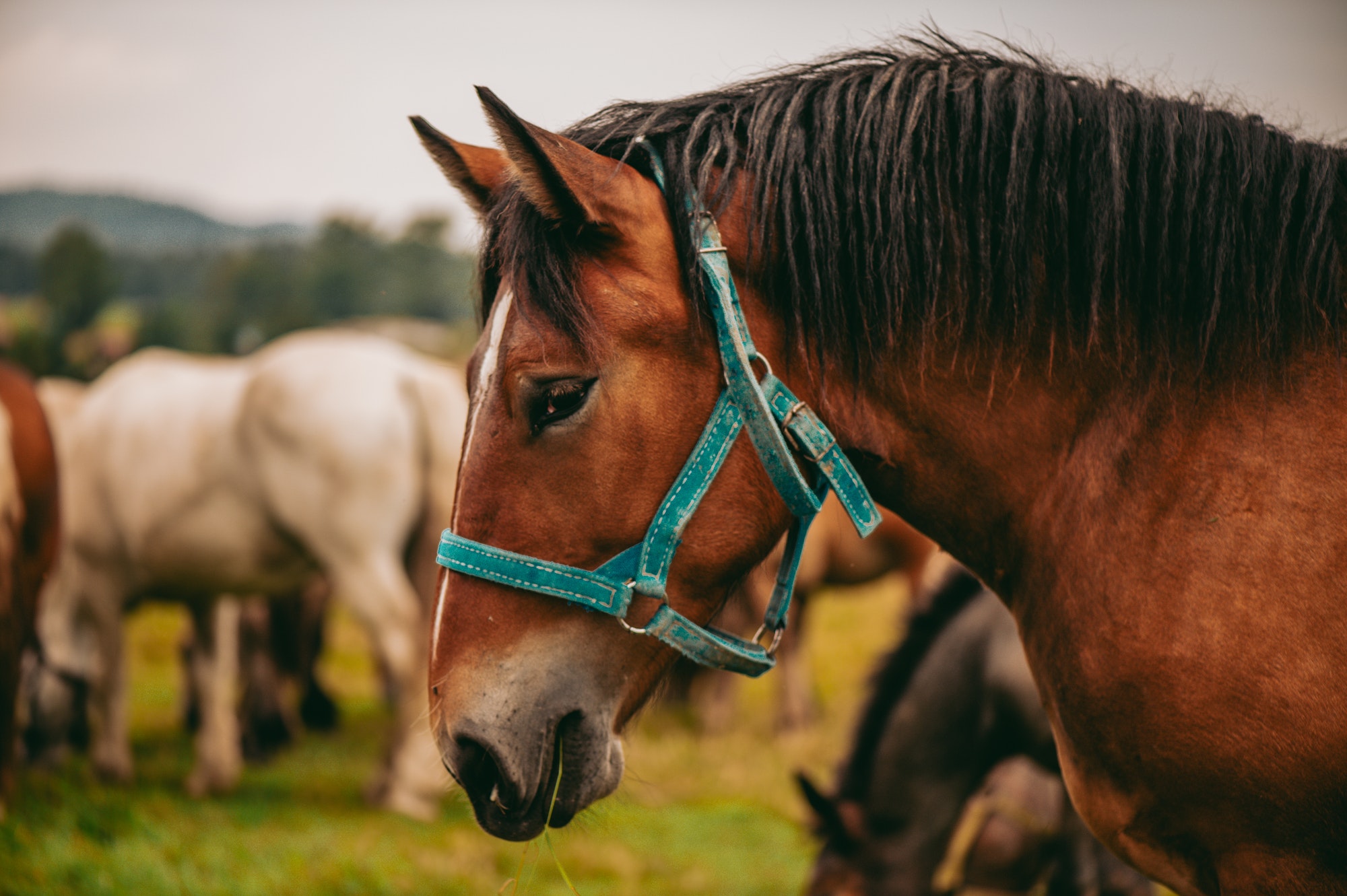 horse-portrait.jpg